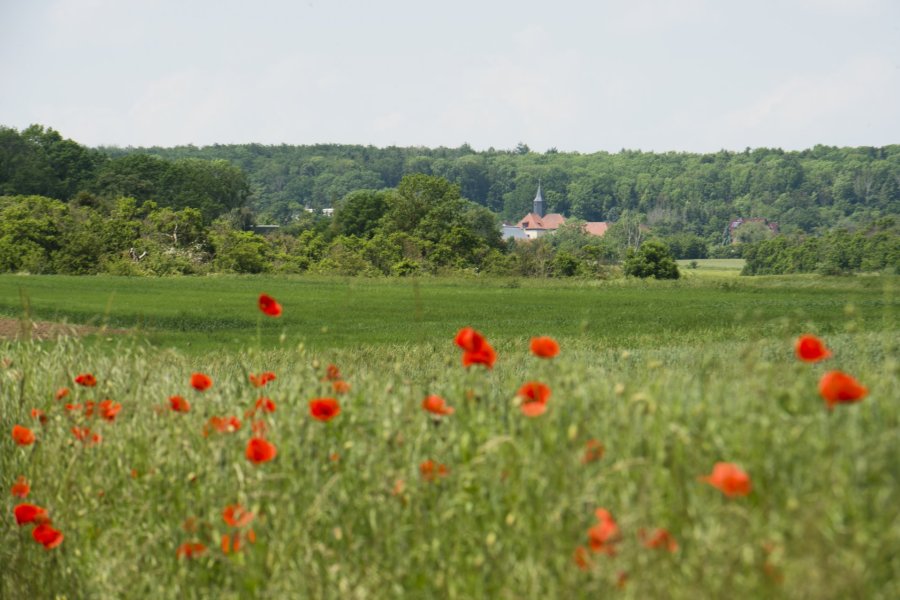 Volkenroda Mohnfeld
