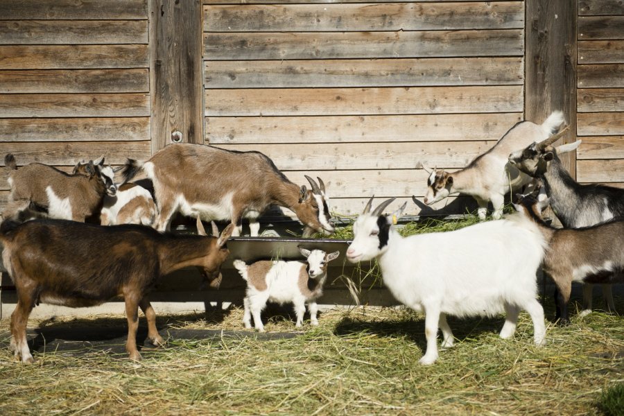 Schulbauernhof Ziegen
