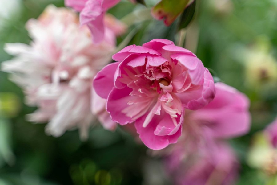 Kloster Beuerberg Blumen